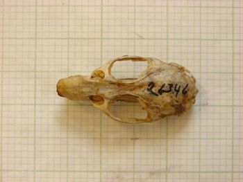 Media type: image;   Mammalogy 26346